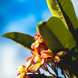 Tropical Tapestry - Frangi Pangi