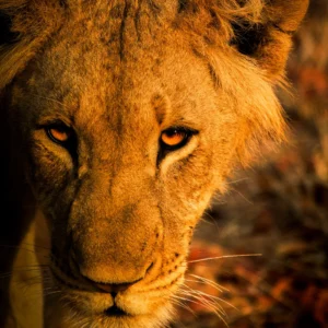 Freelance Photographer -Lost Son