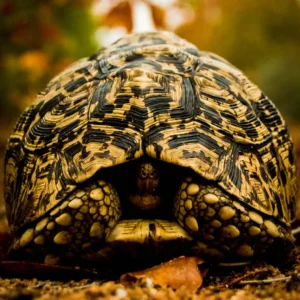 Cove - Leopard Tortiose