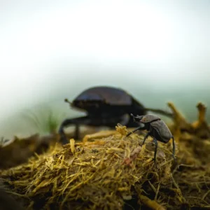 Dung - Dung Beetle