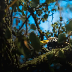 Foresight - Southern Yellow Billed Hornbill