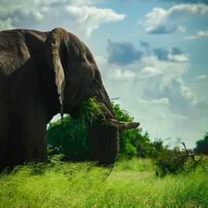 Grazing Giants - Elephant