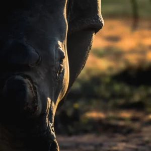 Half and Whole - Rhino