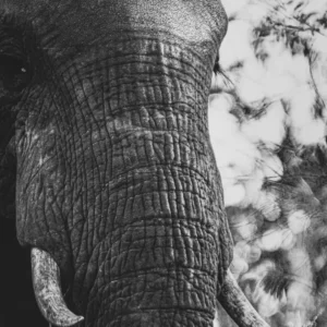 Half the story - Elephant