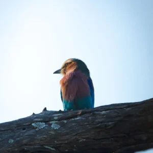 Iconic – The lilac-breasted roller