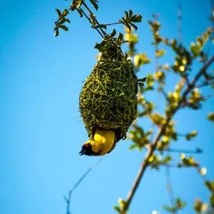 Nests Curiosity-Southern Masked Weaver