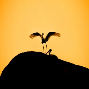 Pinnacle - Saddle-Billed Stork