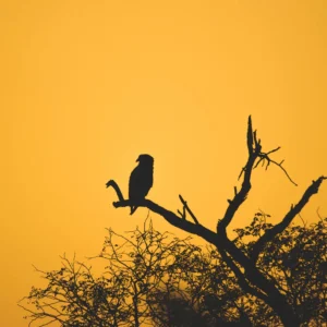 Raptor's Dusk - Bateleur Eagle