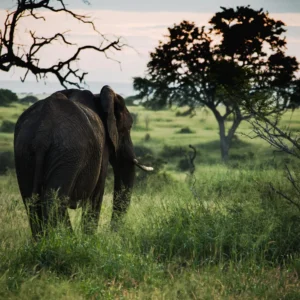 Serenity in Motion - Elephant