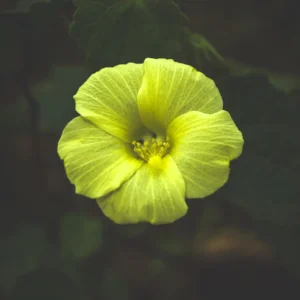 Solar Bloom - Wild Flower