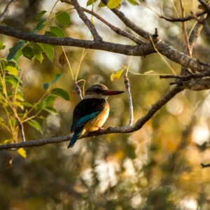 Sunset serenade - Brown Hooded Kingfisher