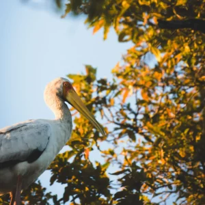 Whispers of the wetlands - Yellow Billed Stork